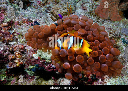 Due bande, anemonefish twoband anemonefish, rosso-mare, anemonefish Twobar pesce di anemone (Amphiprion bicinctus), all'interno di anemone marittimo, Egitto, Mar Rosso Foto Stock