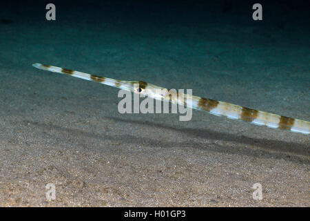 Reef Cornetfish (Fistularia commersonii), Ritratto, Egitto, Mar Rosso, Hurghada Foto Stock