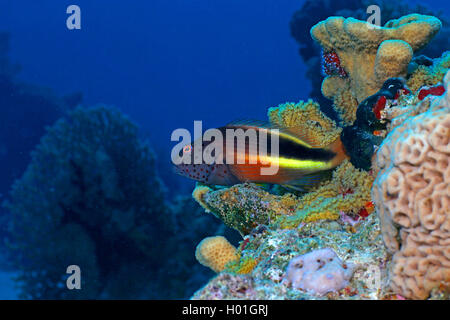 Freckled hawkfish, Forster's hawkfish, blackside hawkfish (Paracirrhites forsteri), al Coral reef, Egitto, Mar Rosso, Hurghada Foto Stock