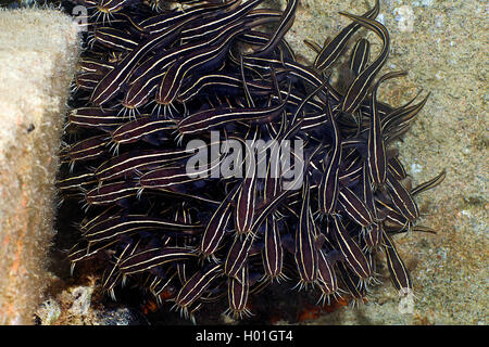 Pesce gatto a righe, strisce di Anguilla Lupo di mare (Plotosus lineatus), scuola di novellame, Egitto, Mar Rosso, Hurghada Foto Stock