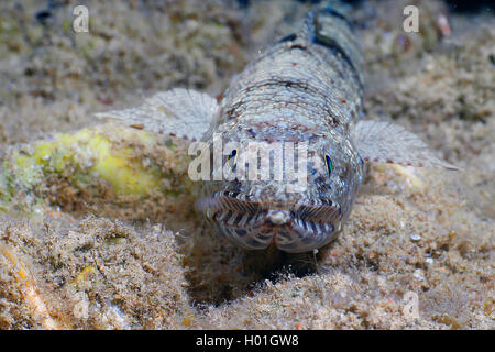 Lizardfish variegato, sabbia (lizardfish Synodus dermatogenys), al fondo del mare, Egitto, Mar Rosso, Hurghada Foto Stock