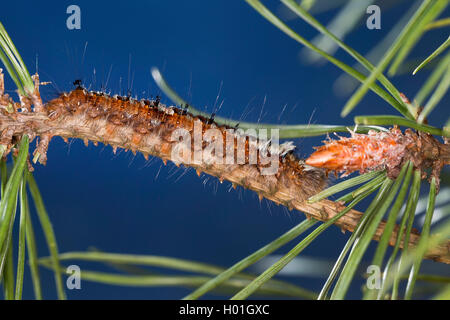 Falda di pino, pino falda, pino europeo moth (Dendrolimus pini), Caterpillar feed su un pino, Germania Foto Stock