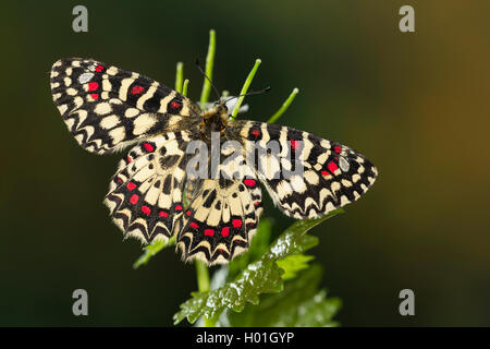 Spagnolo, festone festone meridionale (Zerynthia rumina), si siede su una foglia Foto Stock