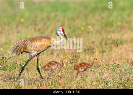 Sandhill gru (Grus canadensis), femmina con due pulcini camminando in un prato, vista laterale, STATI UNITI D'AMERICA, Florida Foto Stock