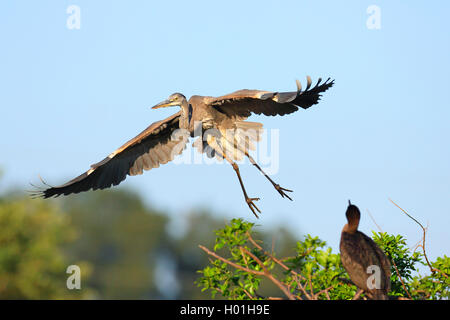 Airone blu (Ardea erodiade), capretti heron flying off, STATI UNITI D'AMERICA, Florida, Venezia Foto Stock