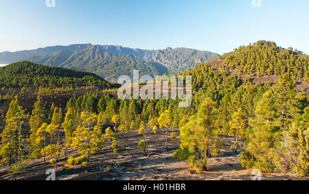 In canarie pine (Pinus canariensis), pini che crescono su ceneri vulcaniche del Montana, Quemada Isole Canarie La Palma Foto Stock