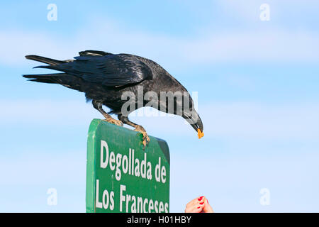 Comune di corvo imperiale (Corvus corax), mangia un biscotto dalla mano di un turista isole canarie La Palma, Caldera Taburiente National Park Foto Stock