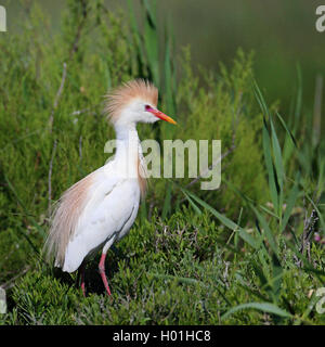 Airone guardabuoi, Buff-backed heron (Ardeola ibis, Bubulcus ibis), heron in allevamento piumaggio, Francia, Camargue Foto Stock