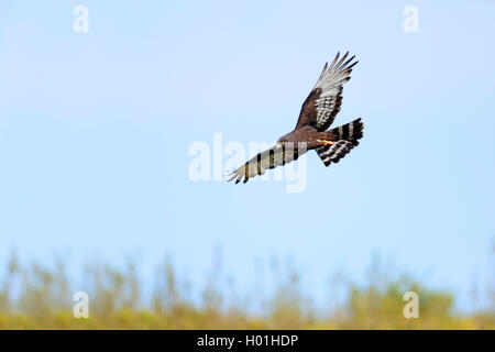 Black Harrier (Circus maurus), volare, Sud Africa, Western Cape, Bontebok National Park Foto Stock