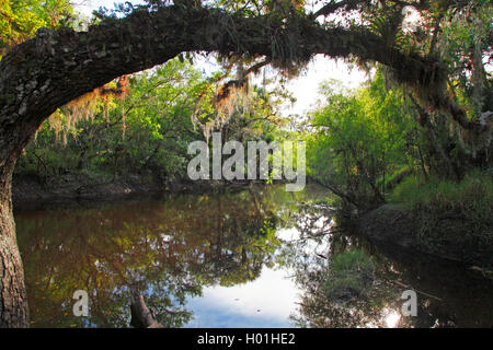 Uomo vecchio con la barba, muschio Spagnolo (Tillandsia usneoides), legno subtropicale, STATI UNITI D'AMERICA, Florida, Myakka Parco Nazionale Foto Stock