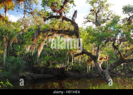 Uomo vecchio con la barba, muschio Spagnolo (Tillandsia usneoides), legno subtropicale, STATI UNITI D'AMERICA, Florida, Myakka Parco Nazionale Foto Stock