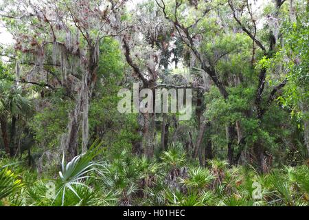 Subtropicale foresta di palude, STATI UNITI D'AMERICA, Florida, Myakka Parco Nazionale Foto Stock