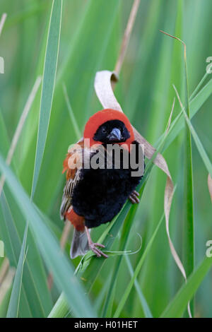 Il vescovo rosso (Euplectes orix), maschio si siede in canneti, Sud Africa, Western Cape, Karoo National Park Foto Stock