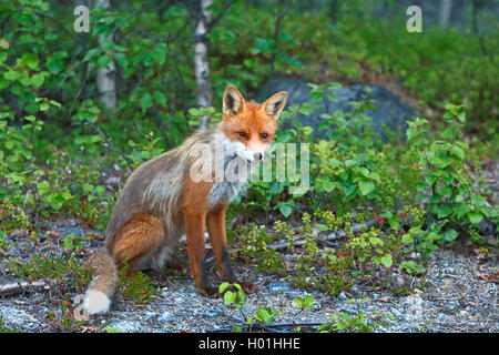 Red Fox (Vulpes vulpes vulpes), si siede sul bordo della foresta, Finlandia, Lapponia, Sevettijaervi Foto Stock