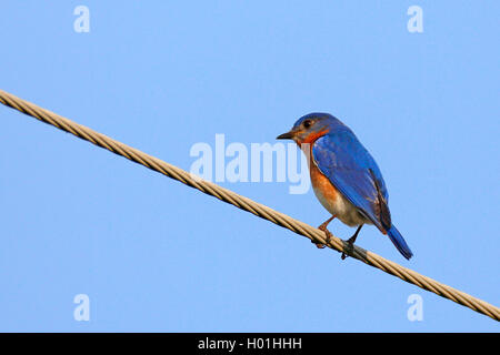 Orientale (bluebird Sialia sialis), maschio si siede su una linea telefonica, STATI UNITI D'AMERICA, Florida, Myakka Parco Nazionale Foto Stock