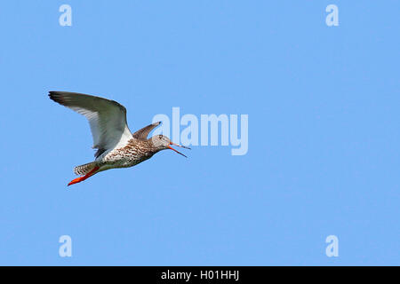 Comune (redshank Tringa totanus), chiamando uccello adulto in volo, vista laterale, Paesi Bassi, Frisia Foto Stock