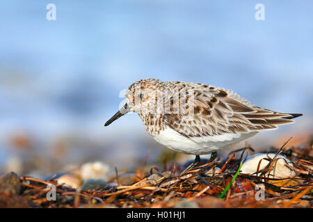 Sanderling (Calidris alba), il litorale di allevamento del piumaggio, Grecia, Lesbo Foto Stock