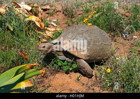 South African bompresso tartaruga (Chersina angulata), passeggiate, Sud Africa, Western Cape, Worcester Foto Stock