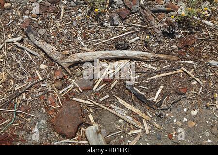 Fratino (Charadrius alexandrinus), la frizione in spiaggia, Grecia, Lesbo Foto Stock