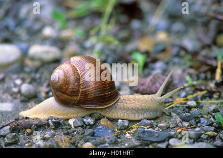 Lumaca romano, escargot, escargot lumaca, commestibili, lumaca lumaca Apple, grapevine lumaca, Vigna lumaca, vine lumaca (Helix pomatia), striscianti lumaca, GERMANIA Baden-Wuerttemberg Foto Stock