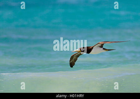 Brown booby (Sula leucogaster) volando sopra il mare, Capo Verde Isole di Boavista Foto Stock