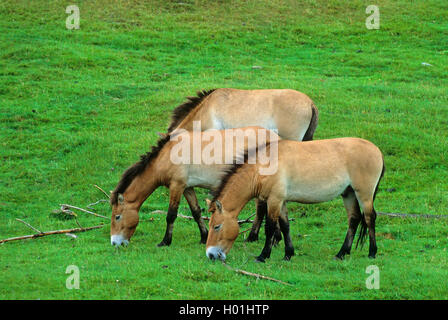Cavallo di Przewalski (Equus przewalski), tre cavalli al pascolo, Regno Unito, Scozia, Kingussie Foto Stock