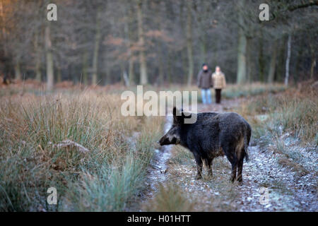 Il cinghiale, maiale, il cinghiale (Sus scrofa), sorge su di un sentiero, in Germania, in Renania settentrionale-Vestfalia, Diersfordter Wald Foto Stock