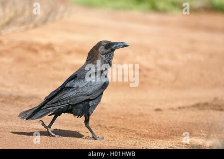 Brown a collo di corvo imperiale (Corvus ruficollis), passeggiate, Capo Verde Isole di Boavista Foto Stock