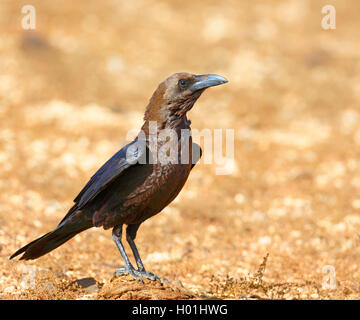 Brown a collo di corvo imperiale (Corvus ruficollis), sorge sul terreno, Capo Verde Isole di Boavista Foto Stock