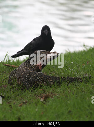 Parco Lumpini, Thailandia. Xix Sep, 2016. Varanus salvator comunemente noto come il monitor acqua, mentre a mangiare pesce in un luogo pubblico nel Parco Lumpini, Bangkok, Thailandia durante l'Agenzia per l'ambiente di Bangkok per continuare a migliorare il paesaggio in Lumpini, Thailandia. Credito: Vichan Poti/Pacific Press/Alamy Live News Foto Stock