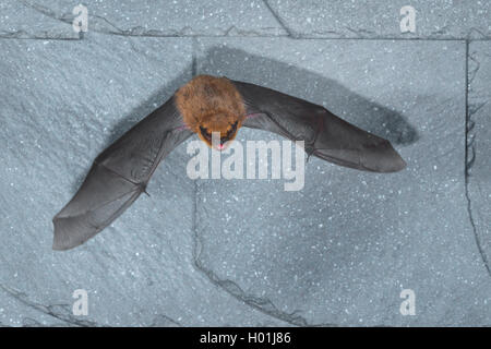 Comune (pipistrelle Pipistrellus pipistrellus), volando all'inizio buio fuori da una copertura in ardesia, vista frontale, in Germania, in Renania settentrionale-Vestfalia Foto Stock