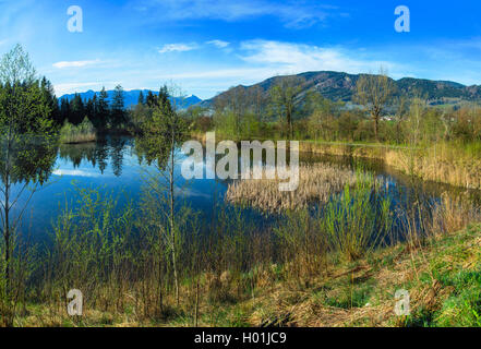 Moor pond t di Murnau Moos con vista sulle montagne di Ammer, in Germania, in Baviera, Oberbayern, Alta Baviera, Murnauer Moos Foto Stock
