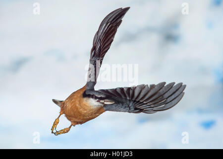 Eurasian picchio muratore (Sitta europaea), in volo con un olio di semi di girasole nella sua bill, in Germania, in Renania settentrionale-Vestfalia Foto Stock