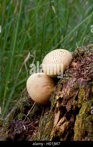 Maiale puffball di veleno o di messa a terra comune sfera su un tronco di albero Foto Stock