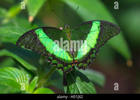 A coda di rondine di smeraldo, Smeraldo Peacock, verde-nastrare Peacock (Papilio palinurus), seduta su una foglia, vista da sopra Foto Stock