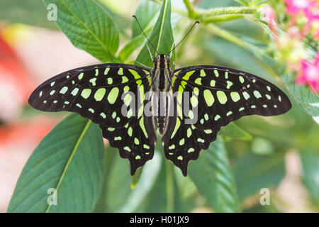 Coda di Jay, verde-macchiato il triangolo verde codato jay, triangolo verde (Graphium Agamennone, Papilio Agamennone), seduta su una foglia, vista da sopra Foto Stock