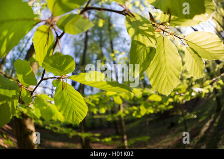 Comune di faggio (Fagus sylvatica), foglie giovani iun retroilluminazione, Germania Foto Stock