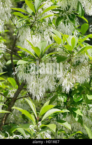 Frangia Amaerican Tree, Bianco (fringetree Chionanthus virginica, Chionanthus virginicus), fioritura Foto Stock