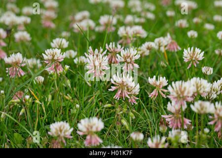 Trifoglio bianco (Trifolium repens), che fiorisce in un prato, Germania Foto Stock