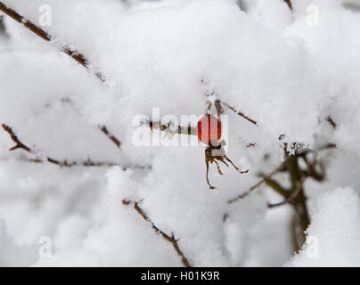 Rose Hip nella neve, Norvegia, Troms Foto Stock