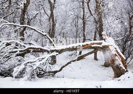 La neve si rompe tree, Norvegia, Troms Foto Stock