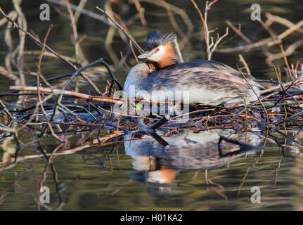 Svasso maggiore (Podiceps cristatus), il nido, Germania Foto Stock