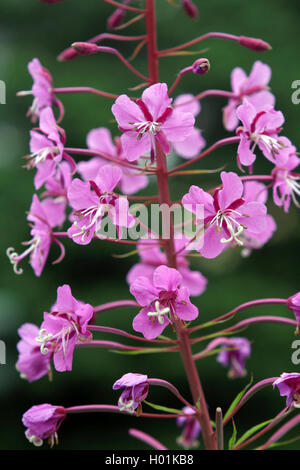 Fireweed, fioritura sally, Rosebay willow-erba, grande willow-herb (Epilobium angustifolium, Chamerion angustifolium), fiori, Germania Foto Stock