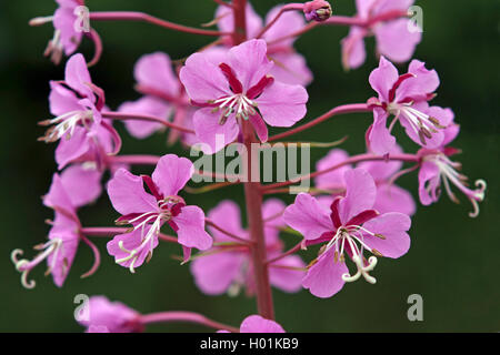 Fireweed, fioritura sally, Rosebay willow-erba, grande willow-herb (Epilobium angustifolium, Chamerion angustifolium), fiori, Germania Foto Stock