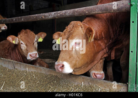 Limousin bestiame bovini domestici (Bos primigenius f. taurus), Limousin cattles nella stalla, Germania Foto Stock