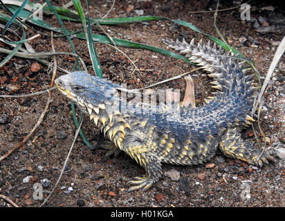 Sungazer, giant cinto lucertola gigante, zonure spinytail gigante lizard (Cordylus giganteus), sul terreno, vista laterale Foto Stock
