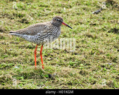 Comune (redshank Tringa totanus), stando in piedi in un prato, vista laterale, Germania, Schleswig-Holstein, Hallig Hooge Foto Stock