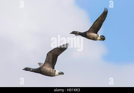 Brent goose (Branta bernicla), giovane in volo, vista laterale, Germania, Schleswig-Holstein Foto Stock