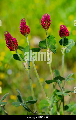 Trifoglio di cremisi, italiano di trifoglio rosso (Trifolium incarnatum), fioritura, in Germania, in Baviera Foto Stock