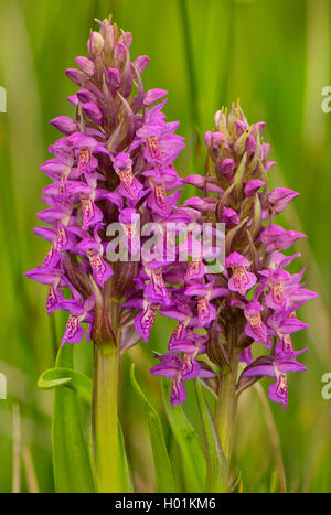 Early marsh-orchid (Dactylorhiza incarnata), fioritura, in Germania, in Baviera, Oberbayern, Alta Baviera, Murnauer Moos Foto Stock